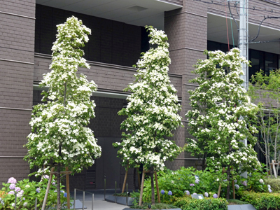 Cornus hongkonensis（大阪市中央区瓦町：2021.6.6))