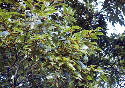 赤熟した果実をつけるエノキの小枝