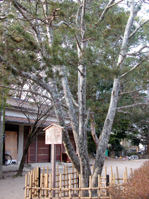 ハクショウ(藤森神社：京都市伏見区(2007.1.3))