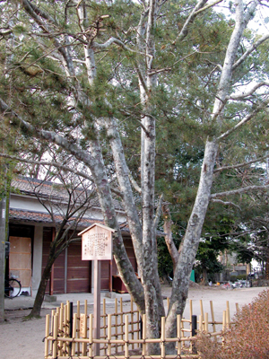 ハクショウ(藤森神社：京都市伏見区(2007.1.3))