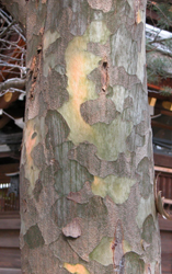 ハクショウの樹肌：藤森神社（2007.1.3）