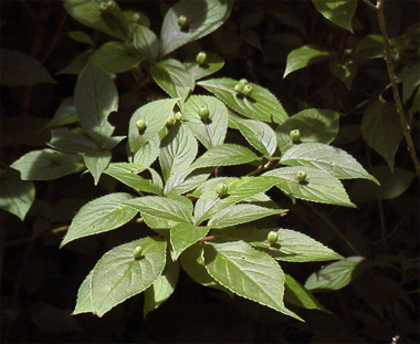 ハナイカダ(六甲高山植物園：2002.7.6)