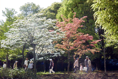 ハナミズキ(長居植物園：2000.5.3)