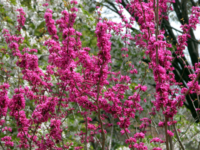 ハナズオウ(西宮市北山緑化植物園：2011.4.17.)