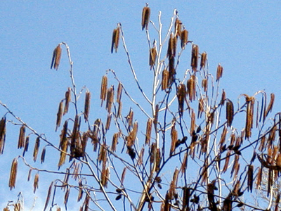 ハンノキの雄花序（2000.3.1:京都府立植物園）