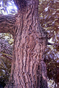 ハリギリの樹幹（京都府立植物園(2000.8.24)