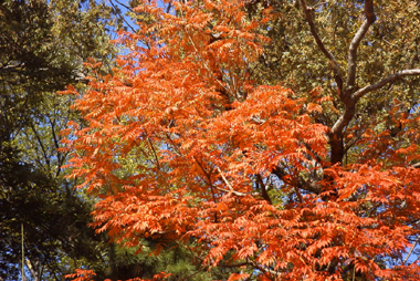 ハゼノキの紅葉（2000.12.2：天王寺公園慶沢園）
