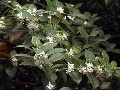 ヒイラギ：1999.11.27(長居植物園／大阪市住吉区)