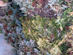 一部の枝がサワラに戻ったヒムロ：箕面市余野川：2008.1.16）