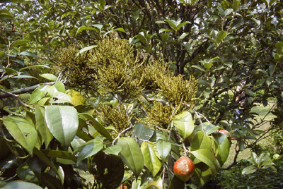 ヒノキバヤドリギ（1999.9.12/北山植物園）