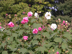 酔芙蓉（京都府立植物園2010.10.23)