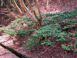 神戸森林植物園（2011.4.10.) 