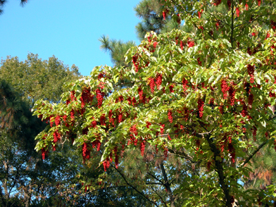 イイギリ(大阪市立大植物園：2005.11.20.)