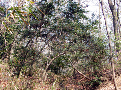 イヌツゲ(高安山（八尾市）：2005.4.19.)