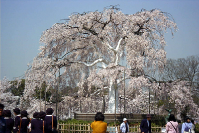 シダレザクラ(京都市円山公園：2000.4.13)