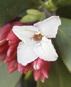 ジンチョウゲの花(2000.3.3:堺市百舌鳥梅町）