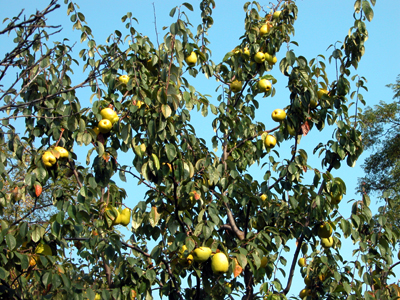 カリン（長居植物園：2006.11.4)