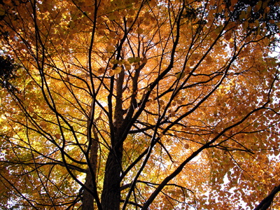 カツラ(京都府立植物園（京都市）：2005.11.23)