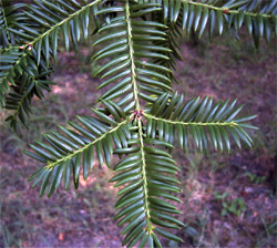 カヤの葉（長居植物園：1999.9.5