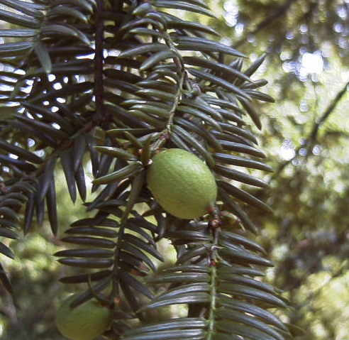 カヤの実（長居植物園：1999.9.5