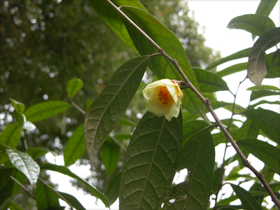 キンカチャ（長居植物園：2005.3.18）