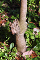 キンカチャの接ぎ木部分（長居植物園：2005.3.18）