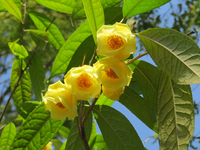 キンカチャ(長居植物園（大阪市住吉区）：2015.4.2)