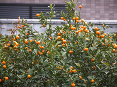 キンカン(大阪市平野区：2005.4.7)