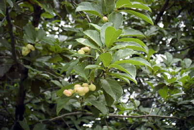 若い果実をつけたコブシ(須磨離宮公園：2000.8.29)