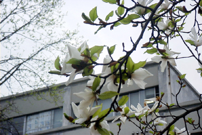 コブシの花(大阪府立大学：2000.4.2)