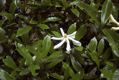 クチナシ(大阪市立大学理学部付属植物園：2000.6.24)