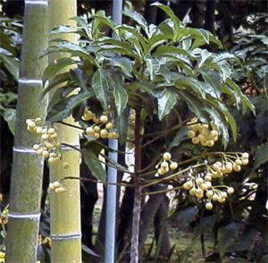 白い実をつけるマンリョウ(万博日本庭園：1999.12.12)