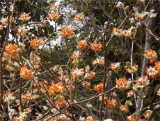 ベニバナミツマタ（京都府立植物園：2000.4.4）
