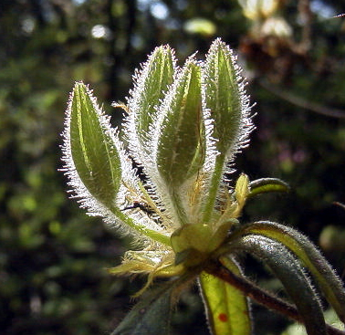 モチツツジのつぼみの腺毛（北山植物園：2000.4.29)