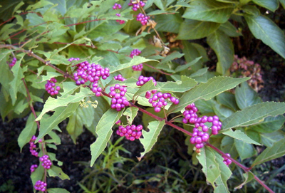 ムラサキシキブ(1999.10.24：北山緑化植物園)