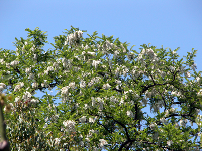 ニセアカシア(.長居植物園(2004.4.29))