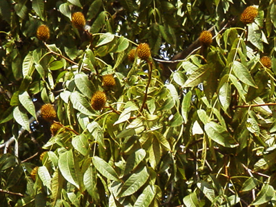 ノグルミ（長居植物園(大阪市住吉区）：2001.8.11.)