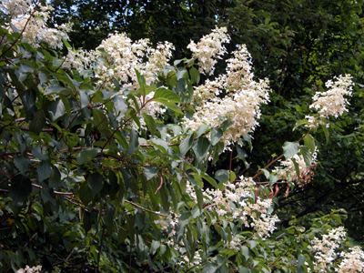 ノリウツギ（神戸森林植物園：2008.8.16.)