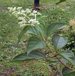 東京小石川植物園(2000.6.3)