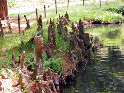 2005.5.5 大阪市大植物園