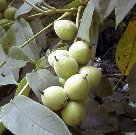 オニグルミの果実(2000.6.3 東大小石川植物園)
