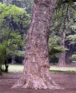 スズカケノキの樹幹（小石川植物園：2000.6.3.）
