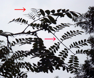 全体または一部が二回羽状複葉になったサイカチの葉（奈良公園：1999.0812)