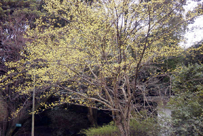サンシュユ(京都府立植物園：2000.4.2)