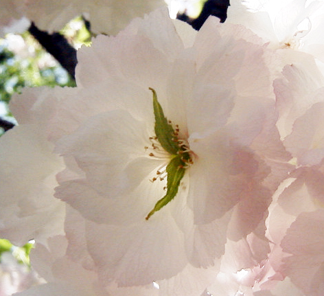 雌しべが大きく葉化した松月の花（大阪造幣局:2000.4.23)