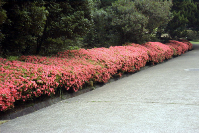 サツキ(東京大学小石川植物園(2000.6.3)