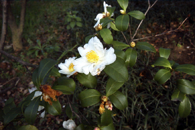 サザンカ（1999.11.27：長居植物園）