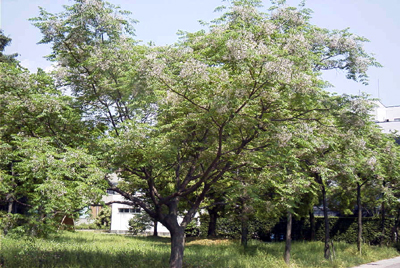 センダン(大阪府立大学：2000.6.1.)