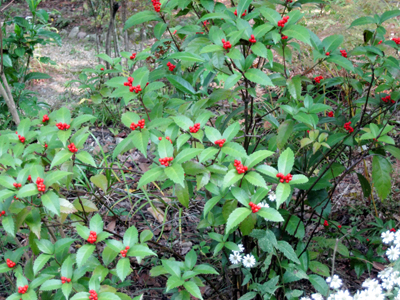 センリョウ（花明山植物園：2010.11.6)