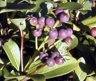 シャリンバイの果実（西宮市北山緑化植物園：1999.10.24)